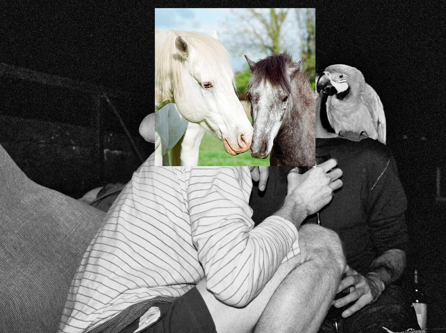 Man Fuckes A Horse Open Close Thing – TINTYPE